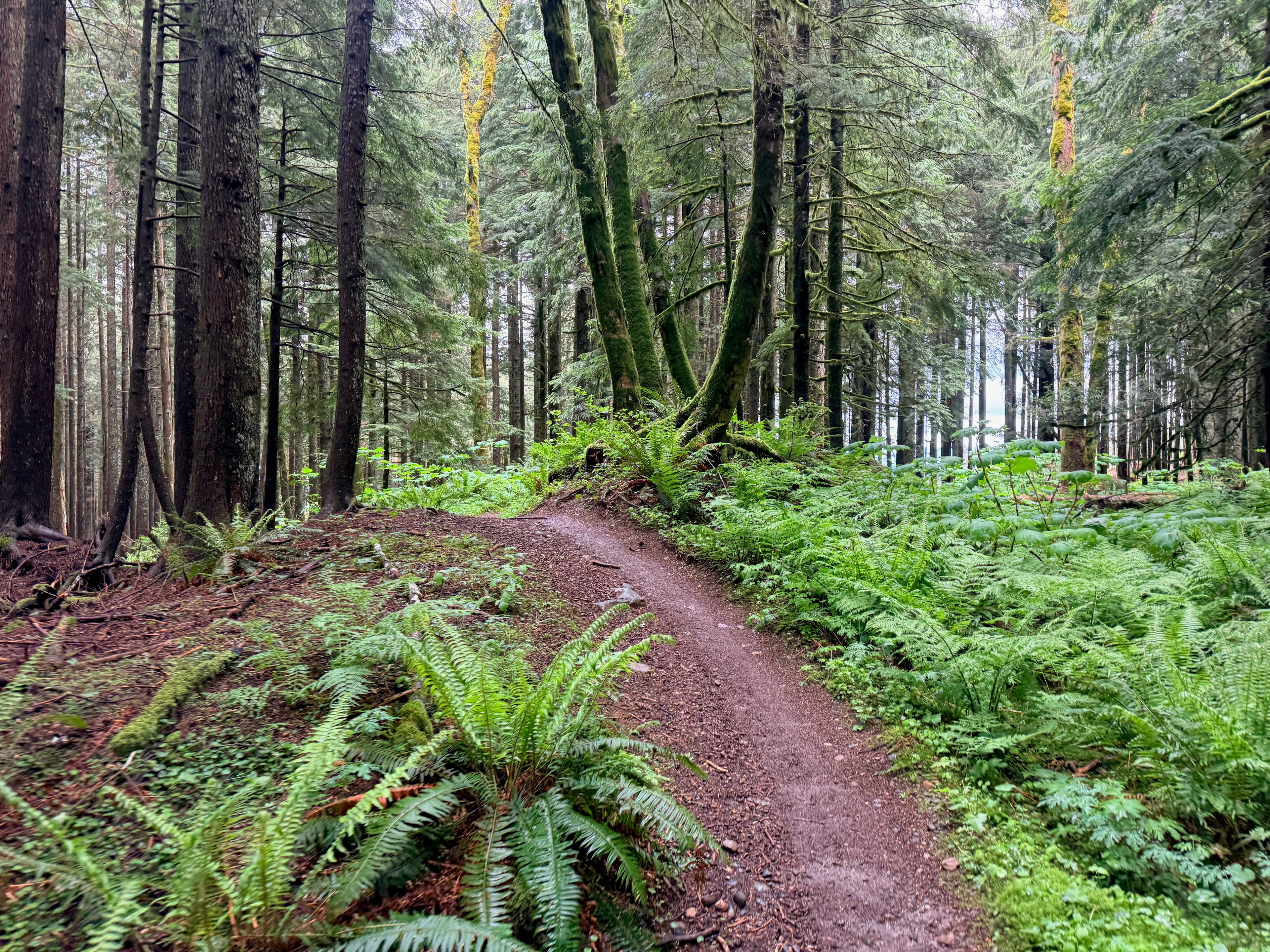 Singletrack mountain bike trail on Tiger Mountain in Issaquah, WA. Trail meanders through dense Cascade forest with bright green ferns and moss on either side