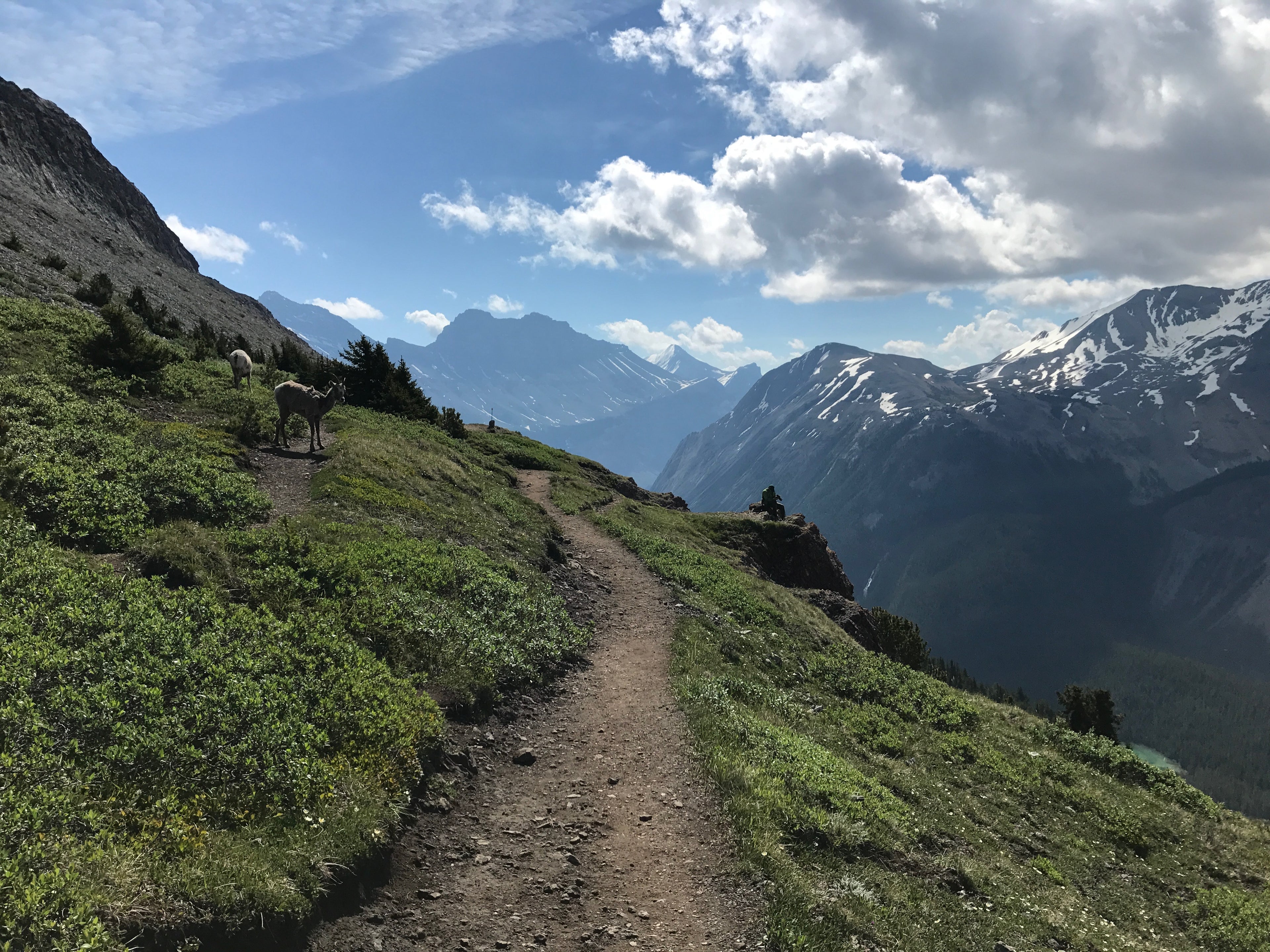 Hiking trail alongside a cliff in Jasper National Park, with elk in the foreground and glaciated peaks in the background