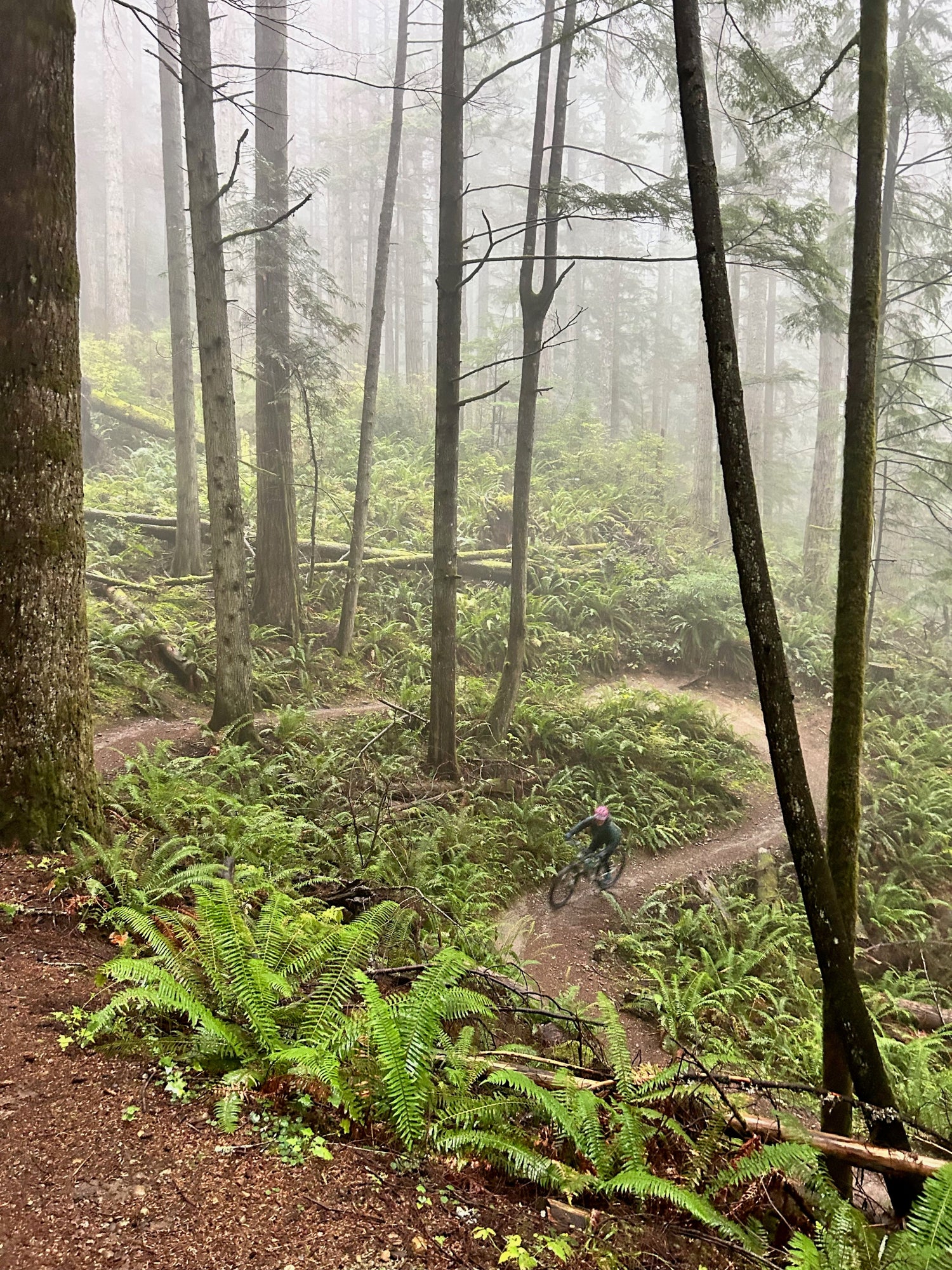 Mountain biker (and owner of Cascade First Aid) on Tiger Mountain in Issaquah, WA